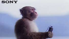 Sony meditating monkey