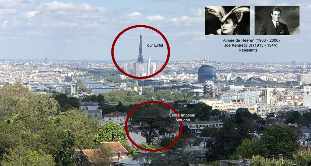 Cedre Imperial, Eiffel Tower