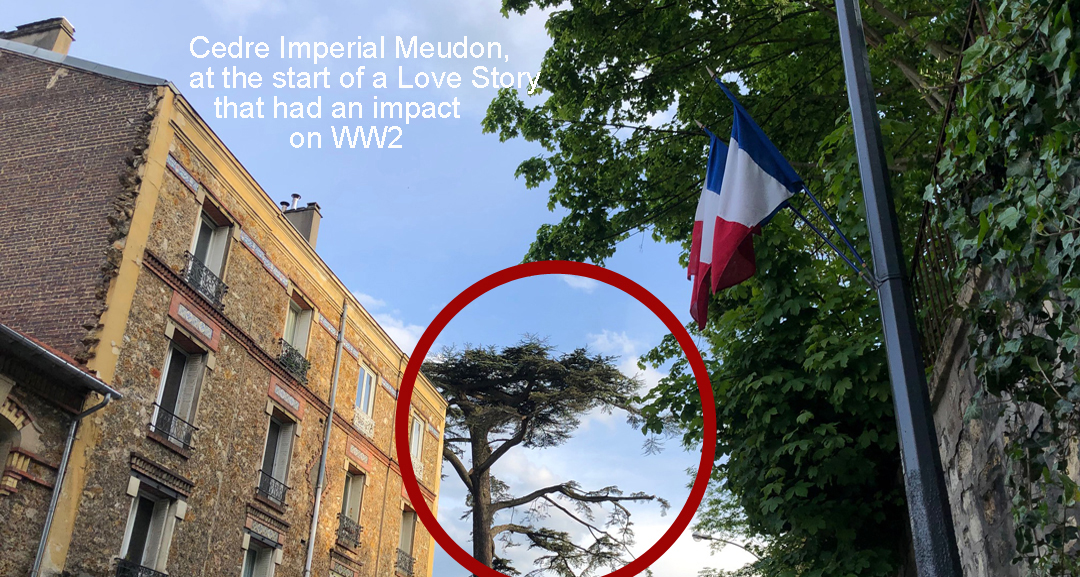 Cedre Imperial Meudon